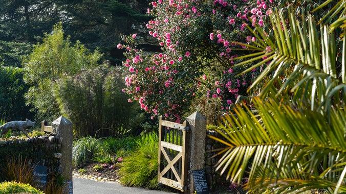 Spring at Glendurgan Garden, Cornwall